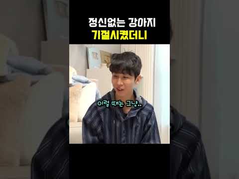 정신없는 강아지 기절시켰더니