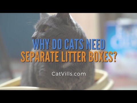 WHY DO CATS NEED SEPARATE LITTER BOXES