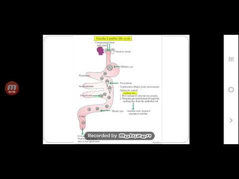 Pasozyt giardia és psa objawy - paperweb.hu