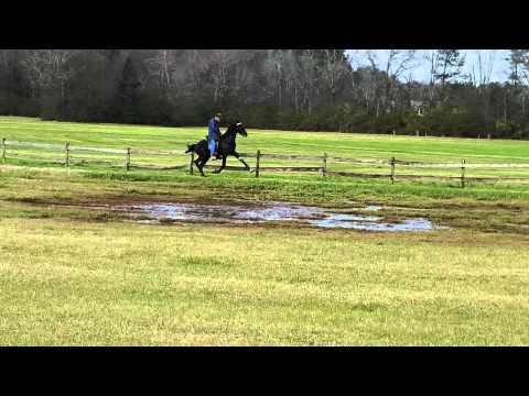 Jose colt 30 days (JOSE BLACK STORM)