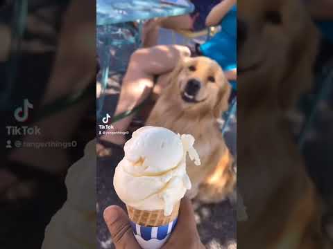 Golden rretriever and ice-cream 😂😍♥️😱😘