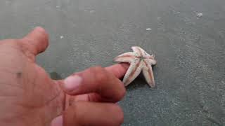 preview picture of video 'Star Fish on Kozhikode beach | Kerala | GOD'S own country'