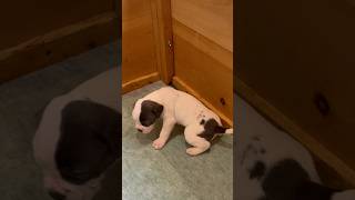 Every puppy parent NEEDS this! 🐶