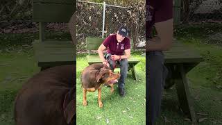 Video preview image #1 Doberman Pinscher Puppy For Sale in Pasadena, CA, USA