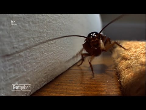 Insektenplage – Ungebetene Gäste im Küchenschrank | ratgeber