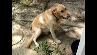 Dog with possible brain tumor 2