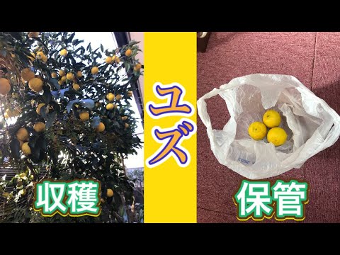 園芸 収穫物の保存方法