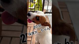 本編ご覧下さい✨一生のおうちが見つかって良かった。幸せでいてね！ #fosterdog #puppy #chihuahua #cutedog