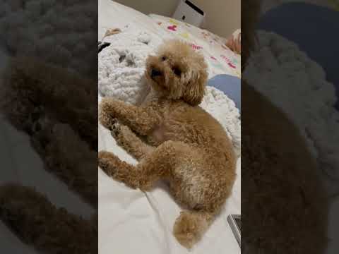 経営学科 飼い主のベッド大好きトイプードル14ヶ月 #toypoodle #トイプードル