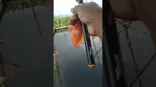 Download lagu spot nila #branjang #mancing #spotnilaliar #viralsong #rawapening mp3 Download lagu spot nila #branjang #mancing #spotnilaliar #viralsong #rawapening mp3