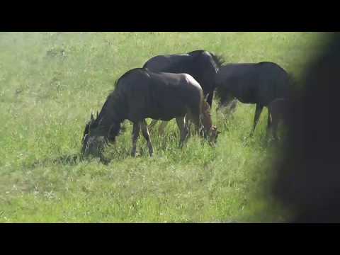 Djuma: Wildebeest herd-still has two babies - 16:21 - 01/21/19