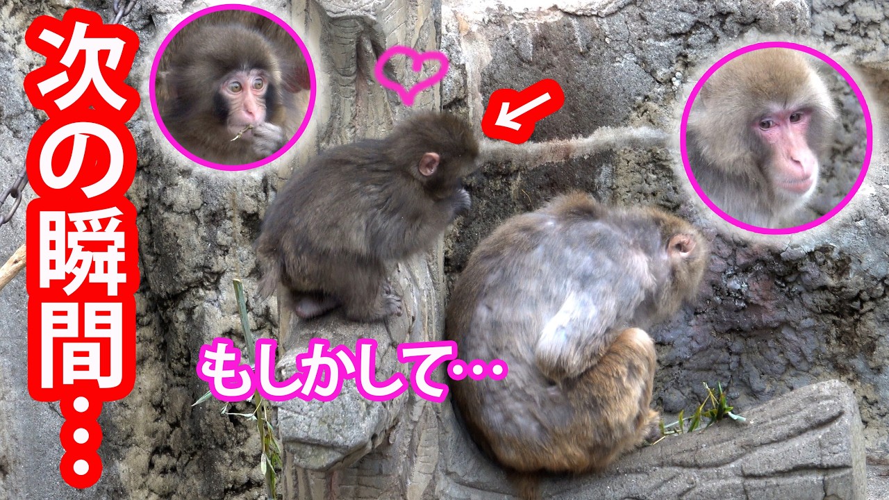 【もしかして…ママ?】優しそうな大人のお猿さんに遠慮がちに寄り添うパンチくん。 市川市動植物園 “ぬいぐるみがお母さん”の子ザル「パンチくん」Punch the monkey 　4K　高画質