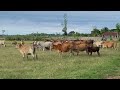 Cow Breeding Season Bulls Chase The Female Cows In The Rice Fields