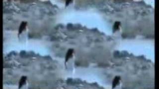 Pussycat Dolls - Hush Hush (I Will Survive Remix) OFFICIAL TRACK 2009 HQ