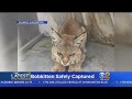 Bobkitten Rescued In Loma Linda