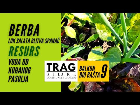 BERBA I RESURS - VODA OD KUVANOG PASULJA - BALKON BIO BAŠTA 9 (2022) [TRAG BILJKE]