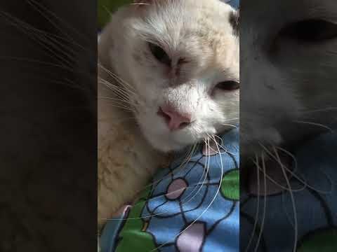 There are wounds near his eyes and nose, hope he gets well soon