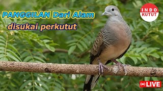 Download lagu suara burung Perkutut Lokal Gacor di alam liar manjur buat masteran mp3