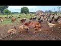 How to start profitable Kienyeji chicken farming in Kenya