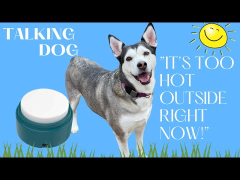 Husky on a HOT Day | Talking Dog