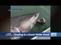 Man Catches Great White Shark In San Francisco Bay