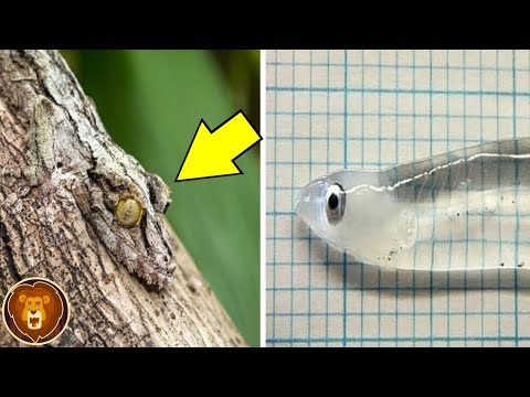 Les‌ ‌12‌ ‌Animaux‌ ‌les‌ ‌Plus‌ ‌Invisibles‌ ‌au‌ ‌Monde‌ ‌