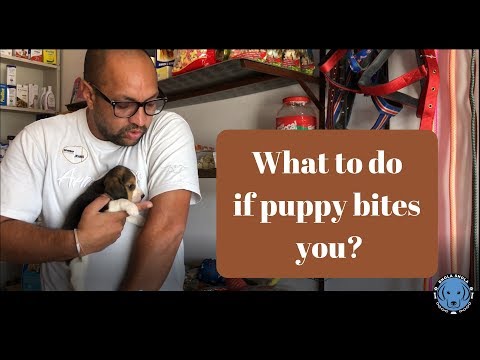 if Puppy | Dog Bites you or your Family Members? Bhola Shola