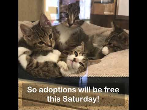 Free kitten adoptions Saturday!