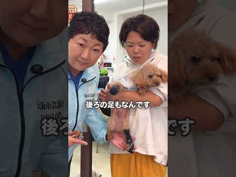 国際・英語学科 こんにちは、ふっちーです！今回は過去に虐待を受け、前足・後ろ足の一部を失ってしまったワンちゃんをご紹介します🐶　#保護犬