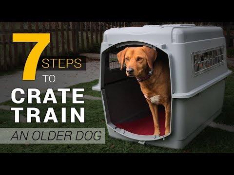 How to Crate Train an Older Dog