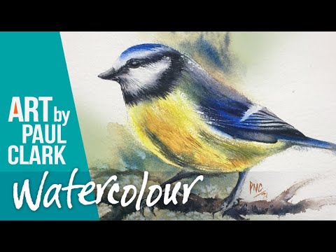 Eine Blaumeise mit Aquarell malen – Schritt für Schritt