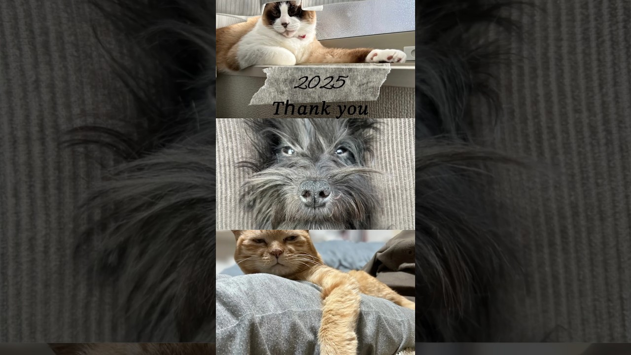 2025年はありがとうございました！