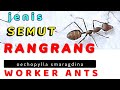 Semut RANGRANG Pekerja WORKER ANT