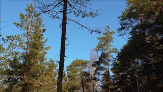 Hannusmetsän linnut; kevätlauluja