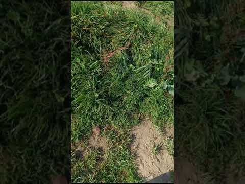 Wicina drzewa . jak wyciąć drzewo .drzewo na opał