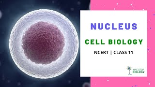 Nucleus | Cell Biology | One Stop Biology - Hindi | NCERT | Class 11 | Chapter 8