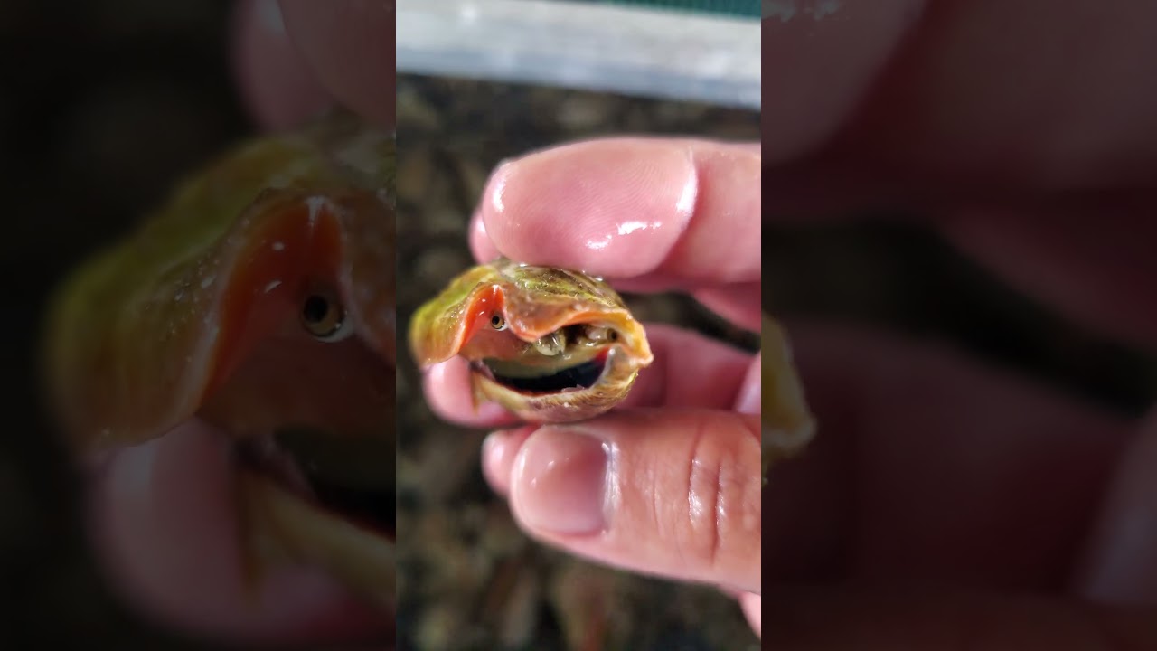 トビンニャ(マガキガイ)の砂抜き #奄美 #マガキガイ#トビンニャ