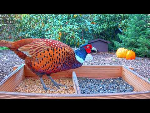 Highlights Today (owl, woodpecker, pheasants...) Recke, Germany - Oct. 09, 2020