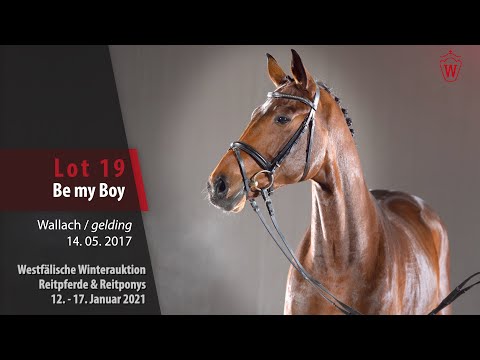 Winterauktion Reitpferde & Reitponys Lot 19 Be my Boy Wallach v. Benicio - Con Capitol