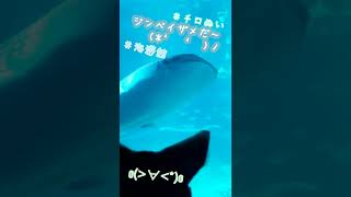 【チぬさんぽ】( ੭ ˙ᗜ˙ )੭ジンベイザメだ〜( ´＿＿＿＿＿＿` )