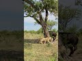 Smart Lion Outwits Buffalo