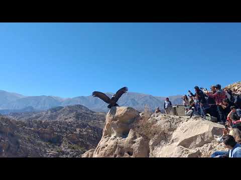 Liberación del Cóndor Andino Qhawaq en Cafayate Salta