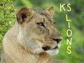 Walt Disney World Disney S Kilimanjaro Safaris Lions