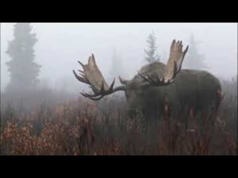 RunC.T. - Traveling Light