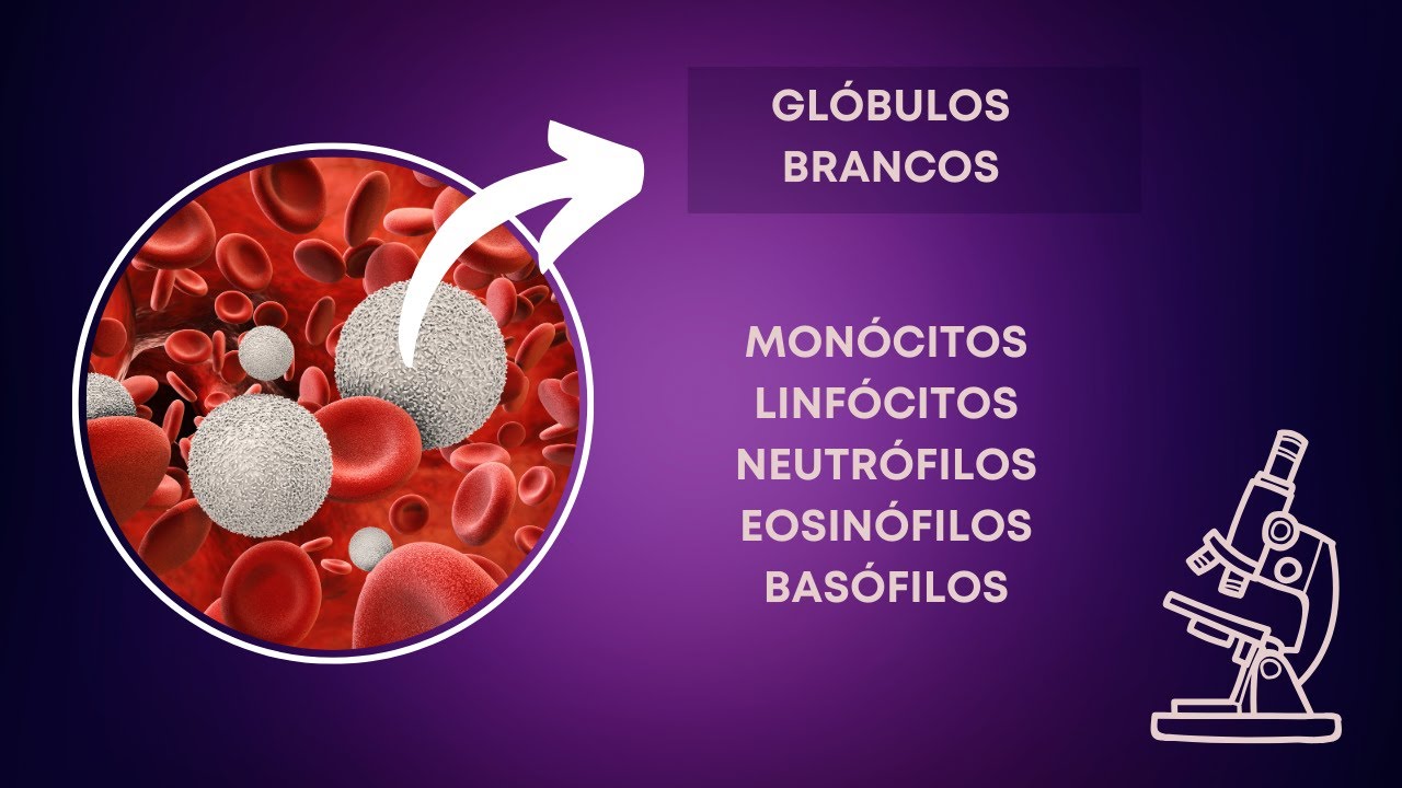 Glóbulos Brancos - monócitos, linfócitos, neutrófilos, eosinófilos, e basófilos.