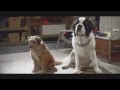 Beethoven S Christmas Adventure Trailer Own It On DVD
