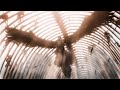 Novulent Scars AMV