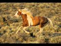 Wild Mustang_Peter Rowan & Tony Rice.wmv