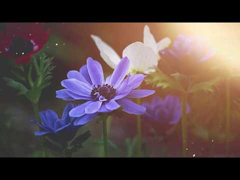 NOU!!! Fratii Strugariu - Astazi este zi de bucurie (ALBUMUL "MAI APROAPE DE CER" - 2020)