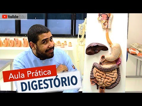 Digestive System 5/5: Practical class with Wedson Vilanova | Anatomy etc.